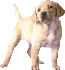labrador